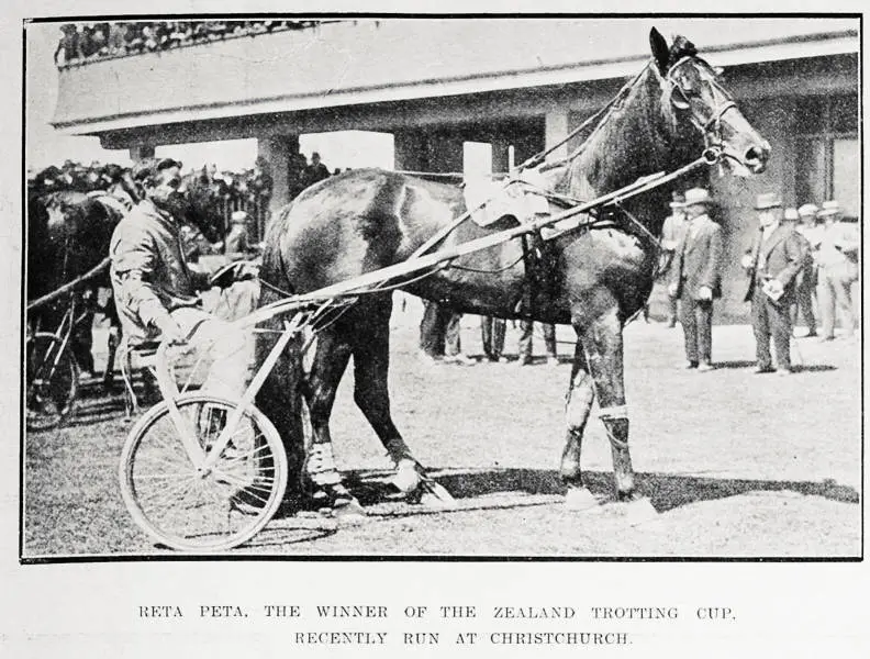 Reta Peta, the winner of the New Zealand Trotting Cup, recently run at Christchurch