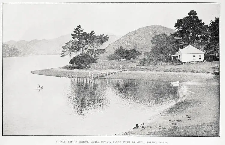 A calm day in spring: Nagle Cove, a placid inlet on Great Barrier Island