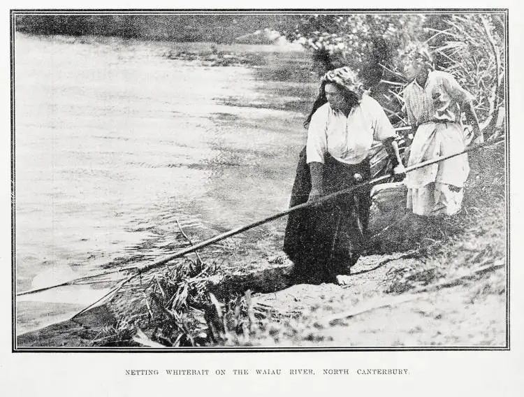 Netting whitebait on the Waiau River, North Canterbury