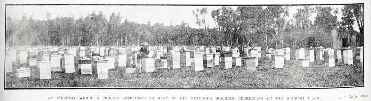 An industry which is proving attractive to many of our returned soldiers: beekeeping on the Hauraki Plains