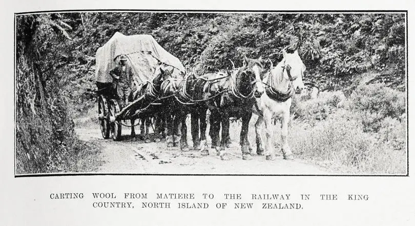 Carting wool from Matiere to the railway in the King Country, North Island of New Zealand