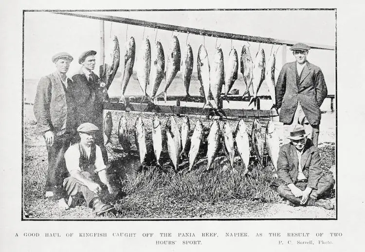 A good haul of kingfish caught off the Pania Reef, Napier, as the result of two hours' sport