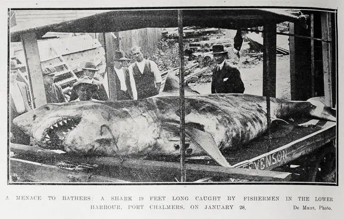A menace to bathers: a shark 19 feet long caught by fishermen in the lower harbour, Port Chalmers, on January 28