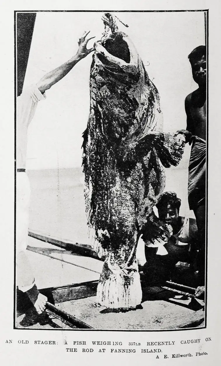 An old stager: a fish weighing 357lb recently caught on the rod at Fanning Island