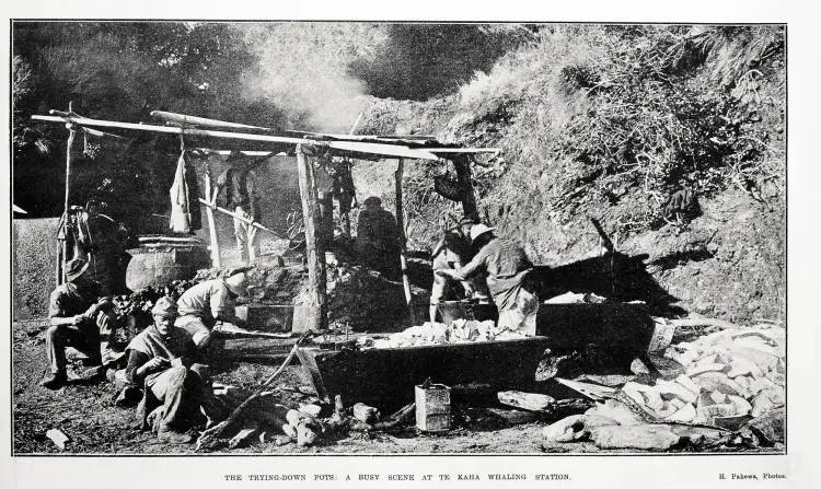 The trying-down pots: a busy scene at Te Kaha Whaling Station