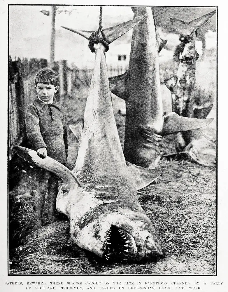 Bathers beware: three sharks caught on the line in the Rangitoto Channel by a party of Auckland fishermen and landed on Cheltenham Beach last week