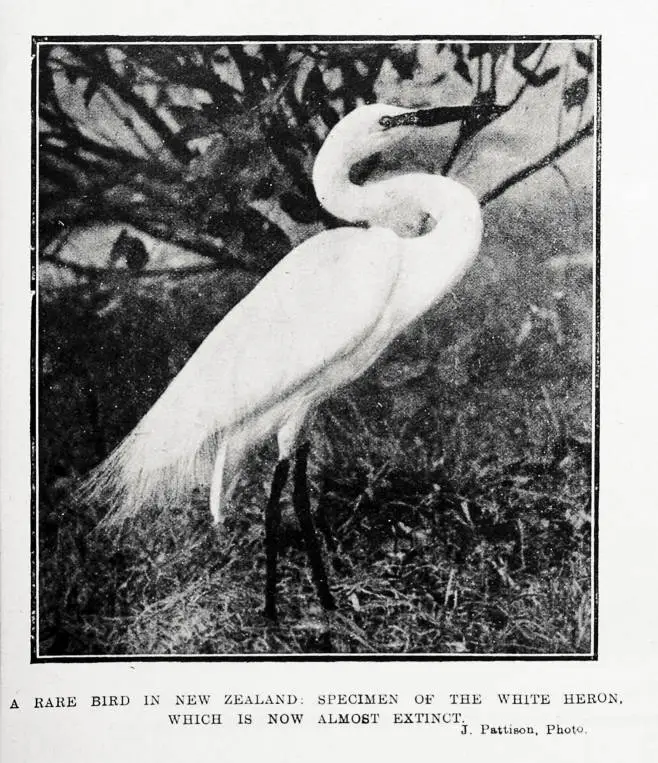 A rare bird in New Zealand: specimen of the white heron, which is now almost extinct