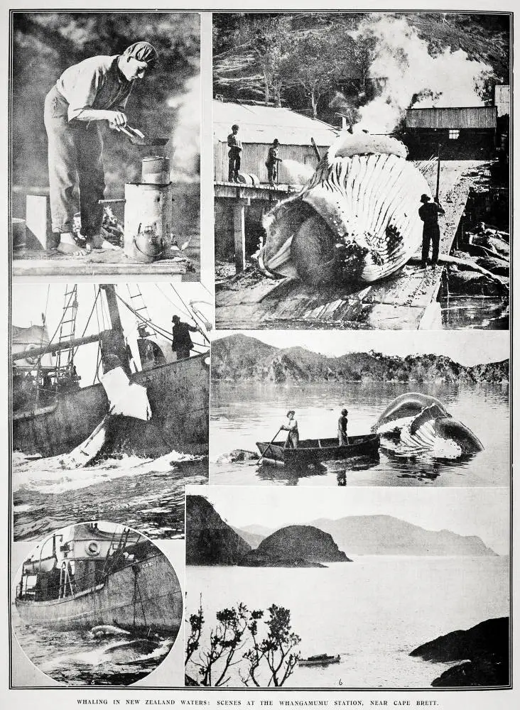 Whaling in New Zealand waters: scenes at the Whangamumu station, near Cape Brett