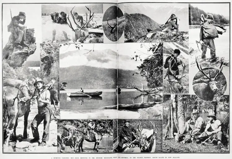 A sporting paradise: red deer shooting in the Spencer Mountains, near Lake Rotoroa, in the Nelson District, South Island of New Zealand