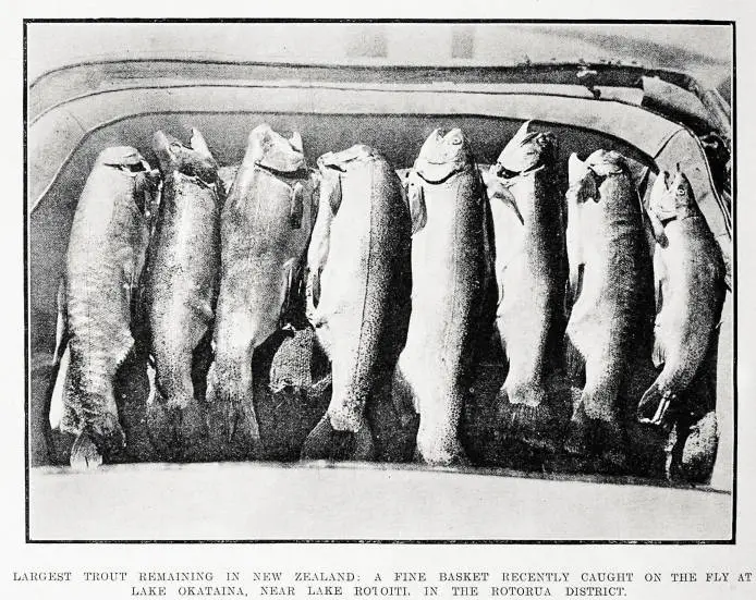 Largest trout remaining in New Zealand: a fine basket recently caught on the fly at Lake Okataina, near Lake Rotoiti, in the Rotorua District