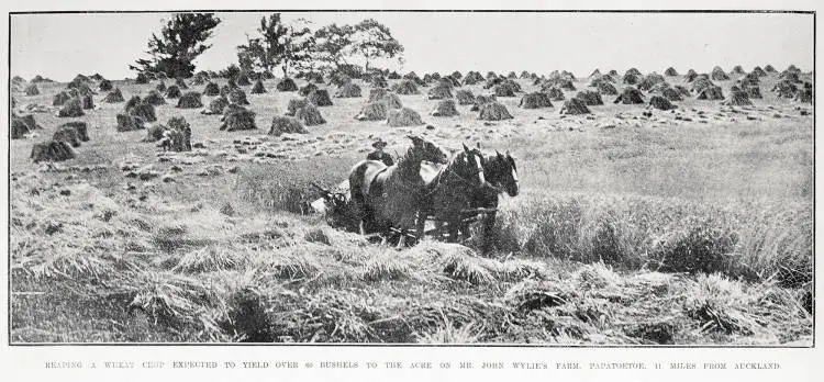 Reaping a wheat crop expected to yield over 60 bushels to the acre on Mr John Wylie's farm, Papatoetoe, 11 miles from Auckland