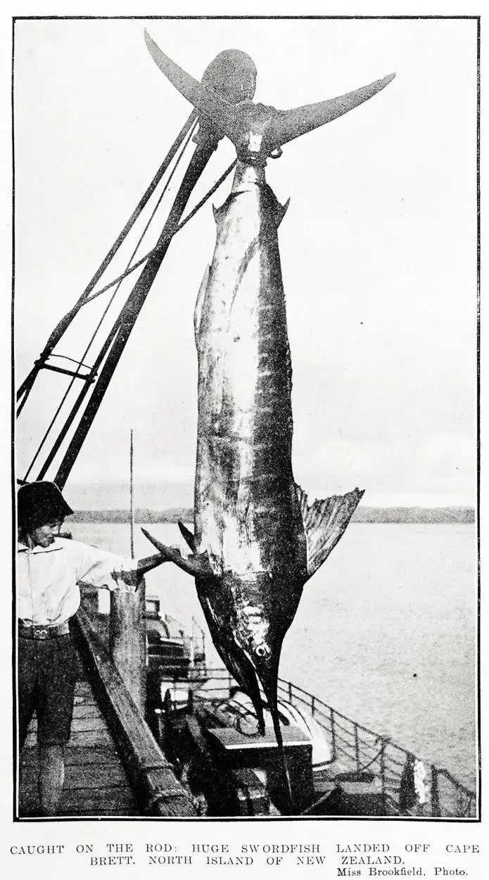 Caught on the rod: huge swordfish landed off Cape Brett, North Island of New Zealand