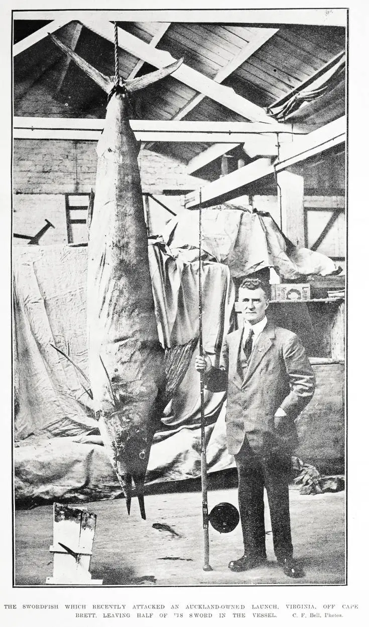 The swordfish which recently attacked an Auckland-owned launch, Virginia, off Cape Brett, leaving half of its sword in the vessel