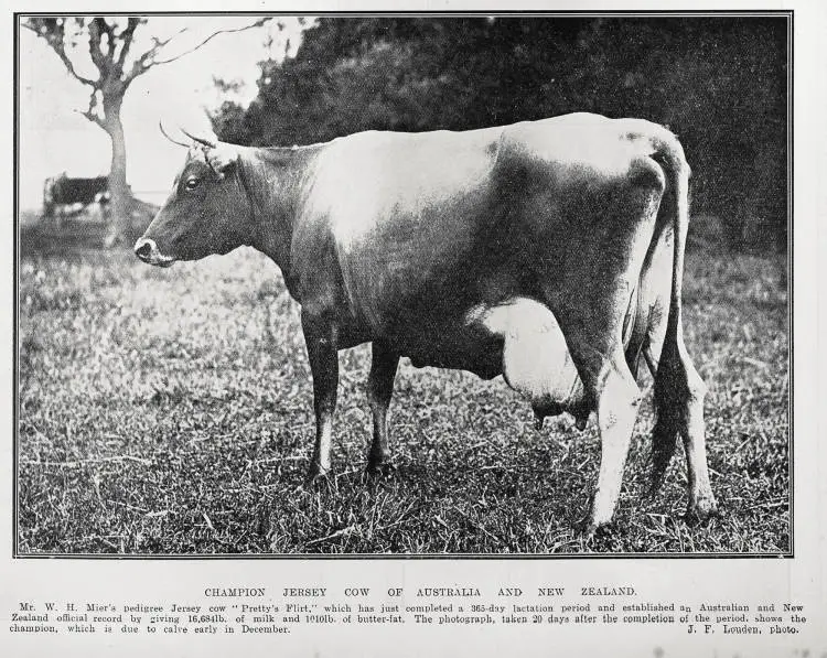 Champion Jersey Cow of Australia And New Zealand