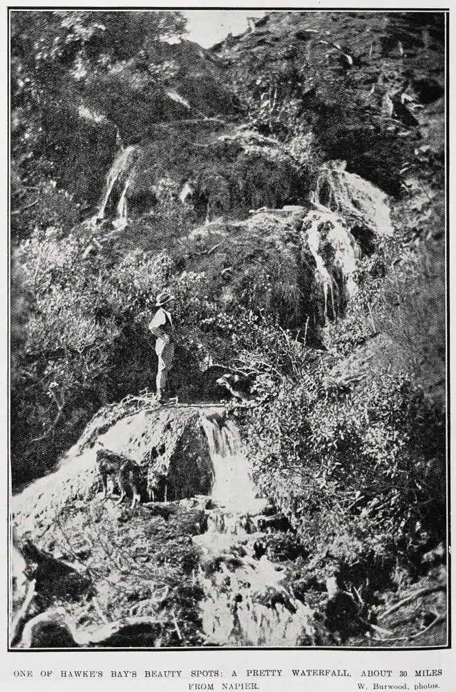 One of Hawkes Bay's beauty spots: a pretty waterfall, about 30 miles from Napier