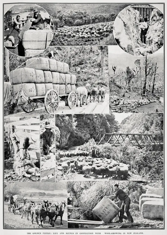 The golden fleece: life and scenes in connection with wool-growing in New Zealand