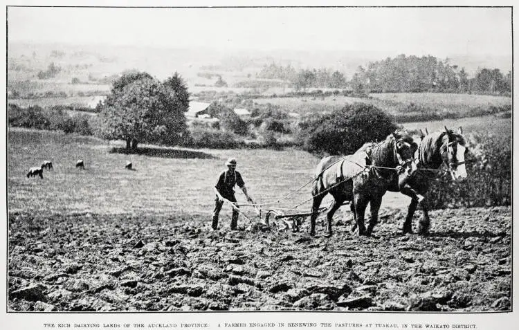 The rich dairying lands of the Auckland province: a farmer engaged in renewing the pastures at Tuakau, in the Waikato district