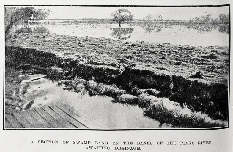 A section of swamp land on the banks of the Piako River awaiting drainage