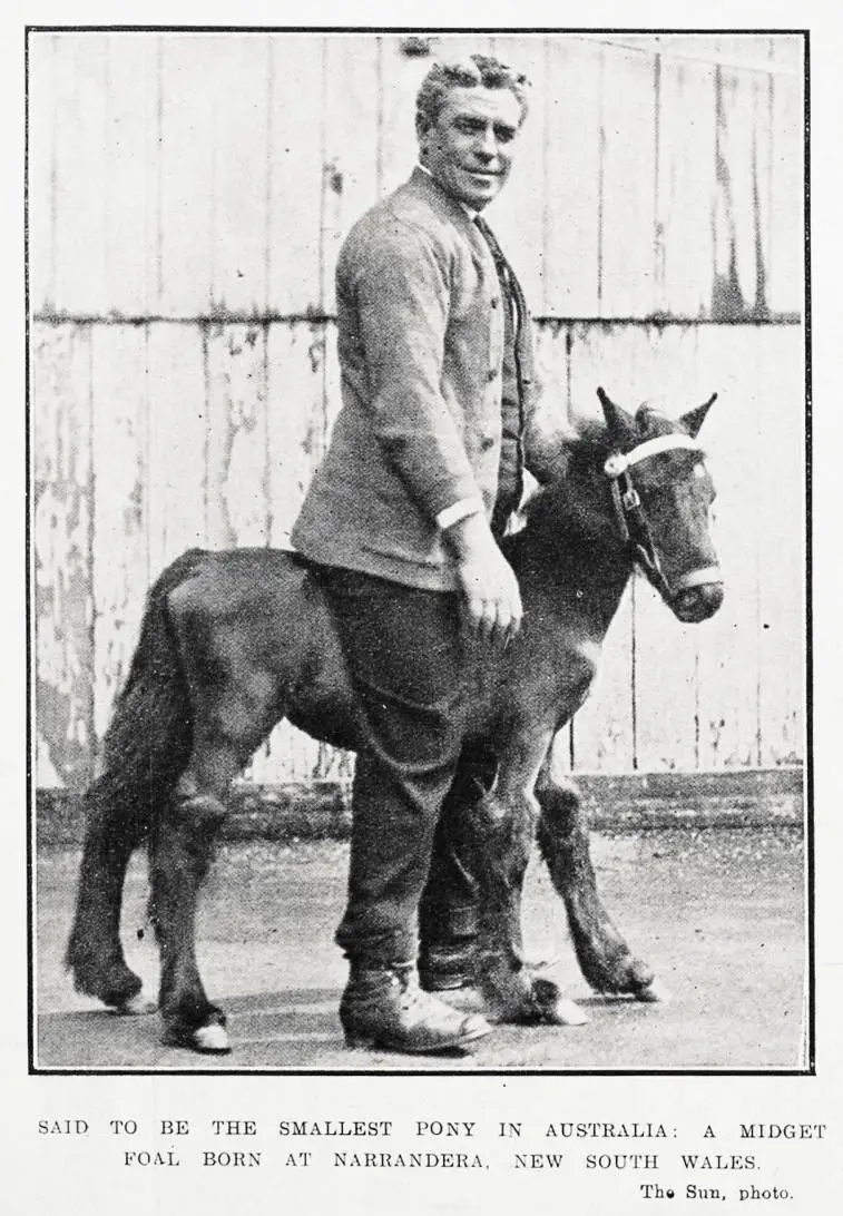 Said to be the smallest pony in Australia: a midget foal born at Narrandera, New South Wales