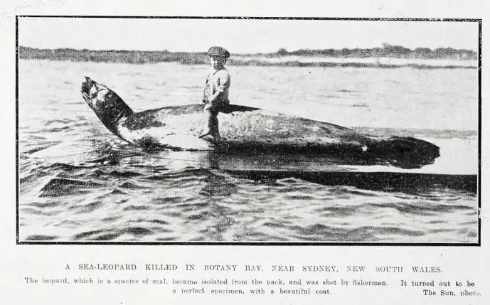 A sea-leopard killed in Botany Bay, near Sydney, New South Wales