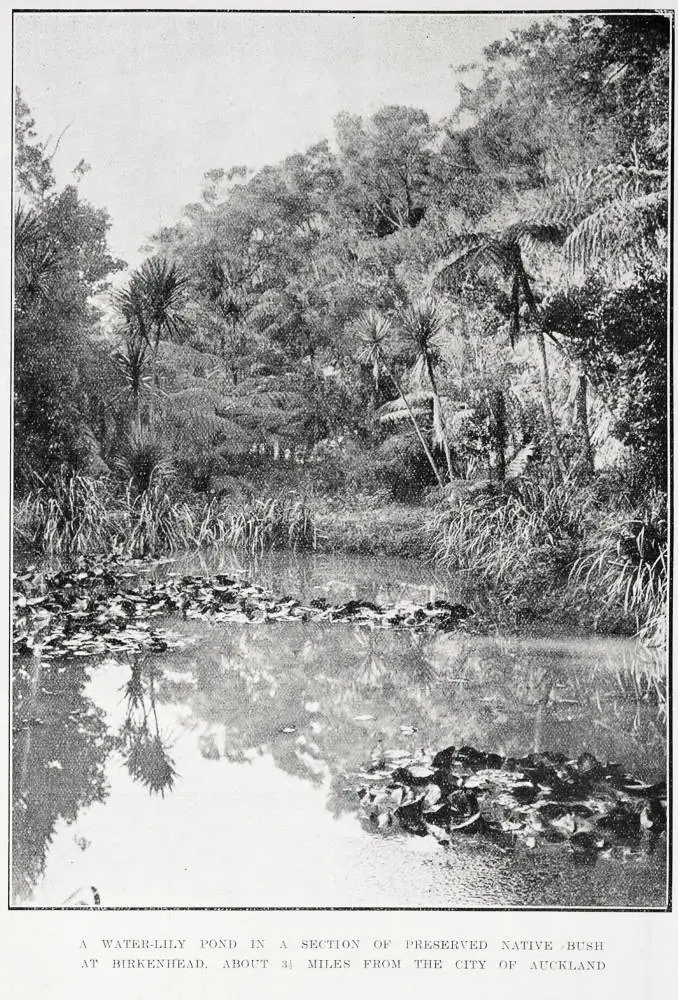 A water-lily pond in a section of preserved native bush at Birkenhead