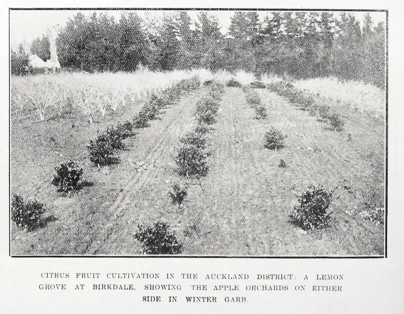 Citrus fruit cultivation in the Auckland district: a lemon grove at Birkdale, showing the apple orchards on either side in winter garb