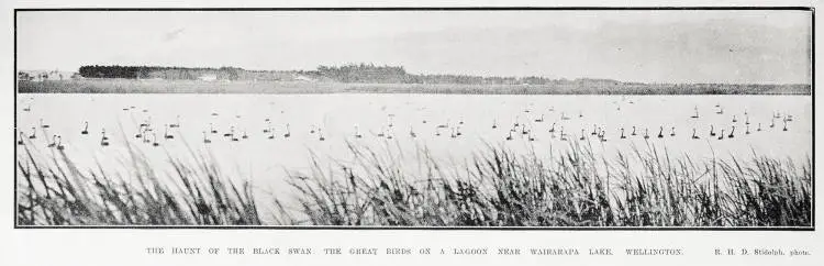The haunt of the black swan: the great birds on a lagoon near Wairarapa Lake, Wellington