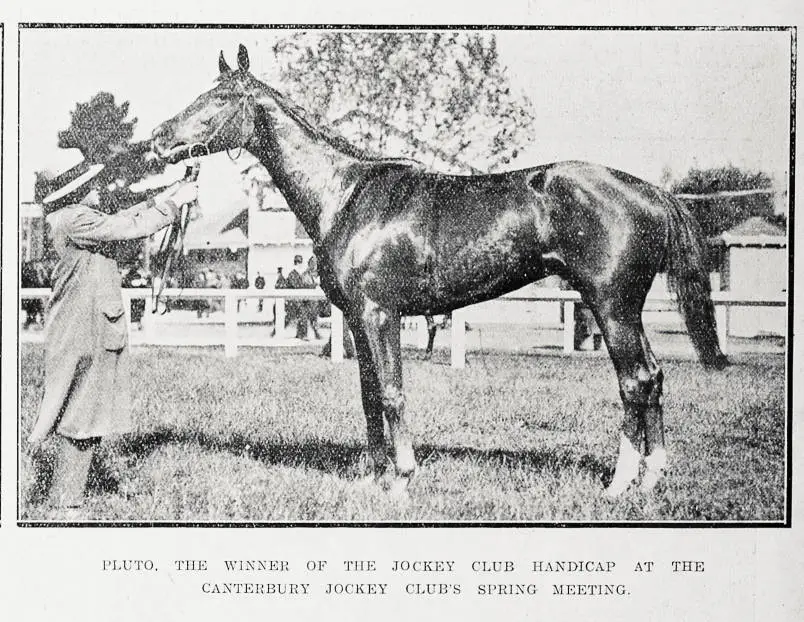 Pluto, the winner of the Jockey Club handicap at the Canterbury Jockey Club's spring meeting