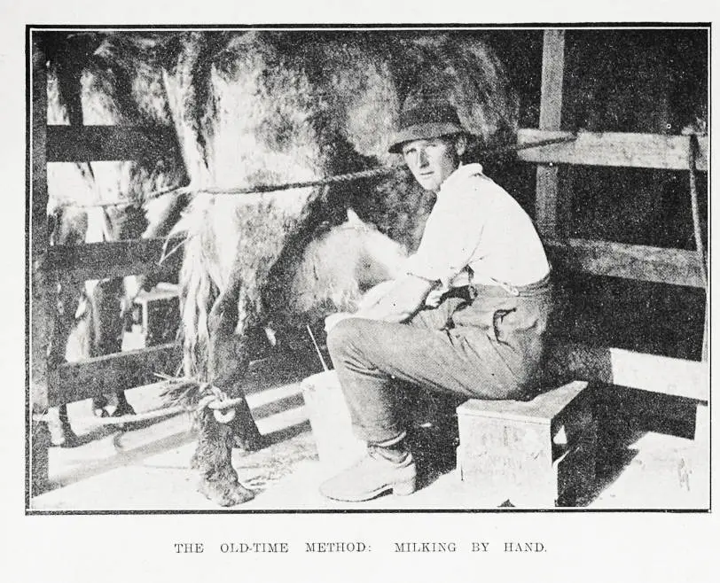 The old-time method: milking by hand