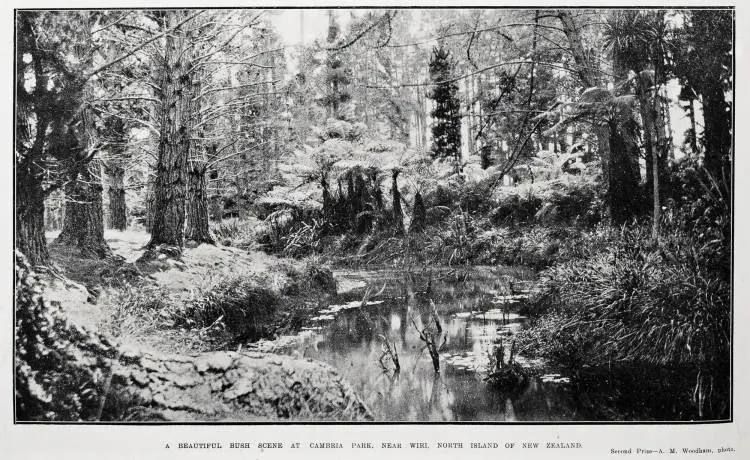 A beautiful bush scene at Cambria Park, near Wiri