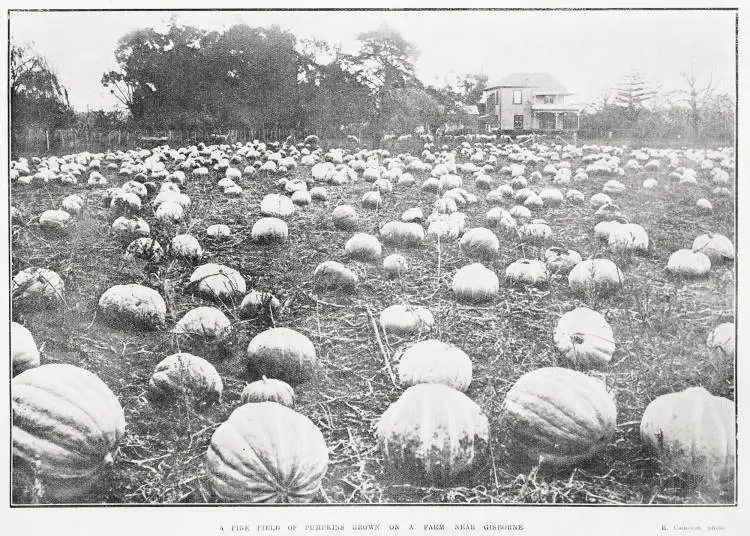 A fine field of pumpkins grown on a farm near Gisborne