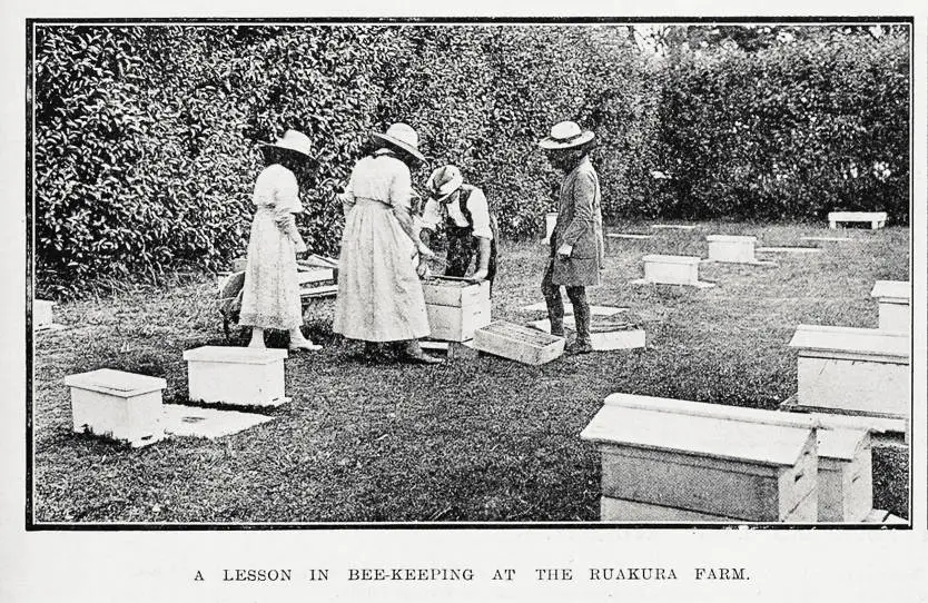 A lesson in bee-keeping at the Ruakura farm