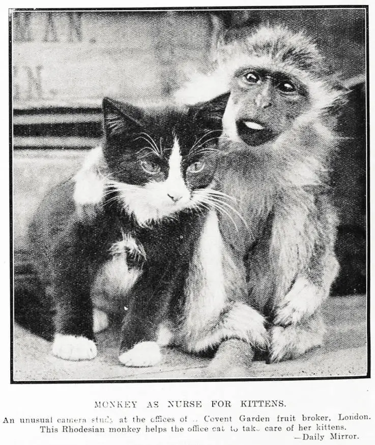 Monkey As Nurse For Kittens