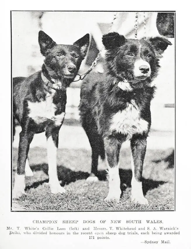 Champion Sheep Dogs of New South Wales