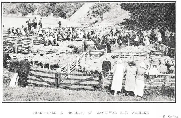 Sheep Sale In Progress At Man-O'-War Bay, Waiheke