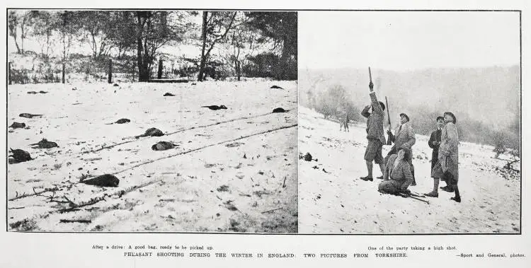 Pheasant shooting during the winter in England: two pictures from Yorkshire