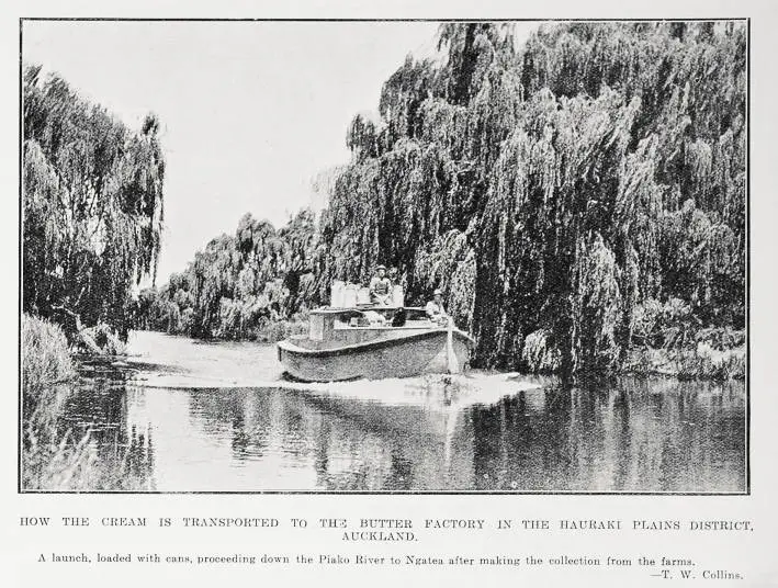 How The Cream Is Transported to the Butter Factory in the Hauraki Plains District, Auckland