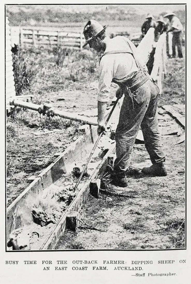 Busy Time for the Out-Back Farmer: Dipping Sheep on An East Coast Farm, Auckland