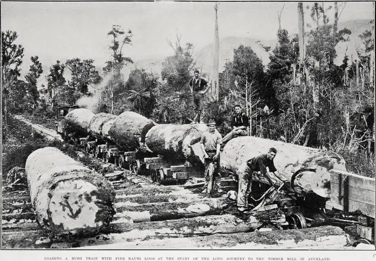 Loading A Bush Train With Fine Kauri Logs at the Start of the Long Journey to the Timber Mill In Auckland