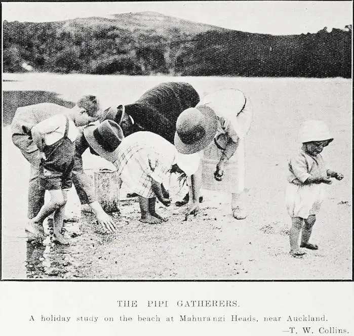 The Pipi Gatherers