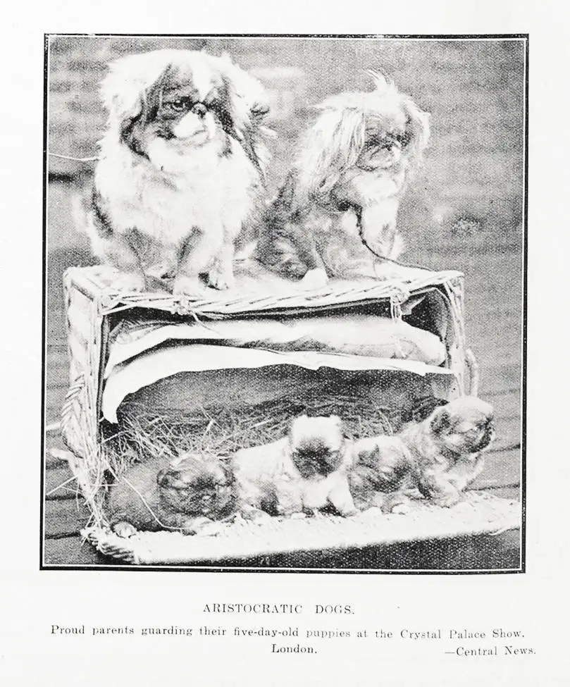 Aristocratic Dogs