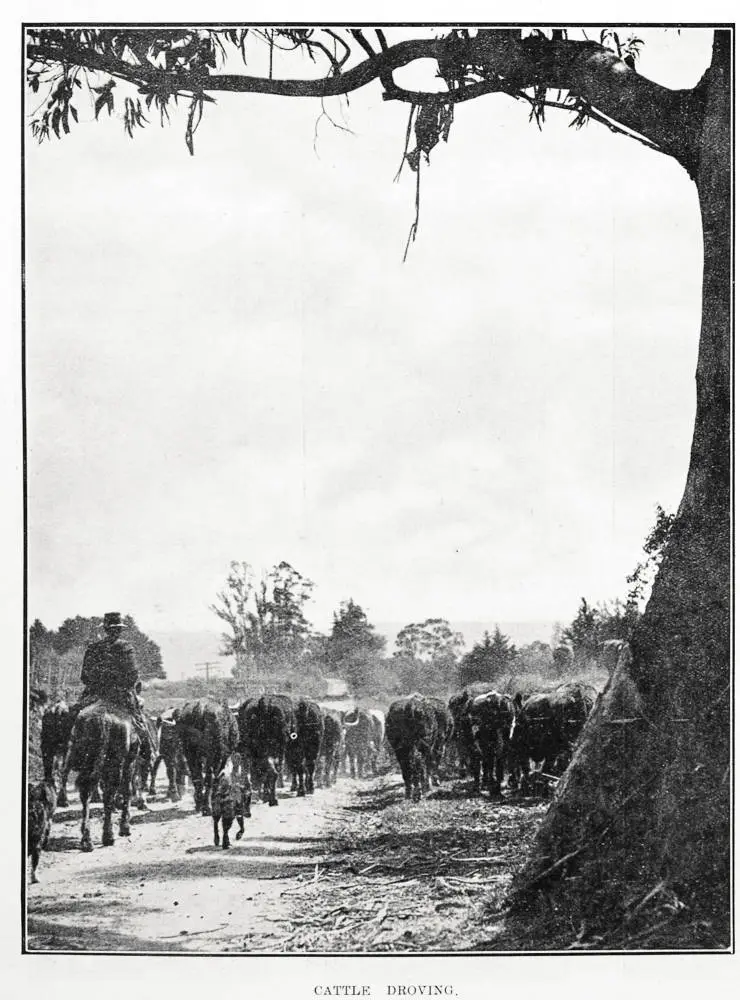 Cattle Droving