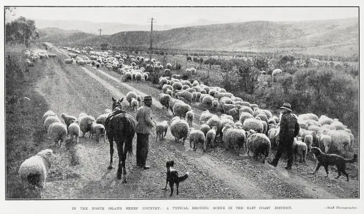 In the North Island sheep country: a typical droving scene in the east coast district