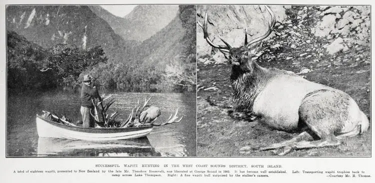 Successful wapiti hunting in the West Coast Sounds district, South Island