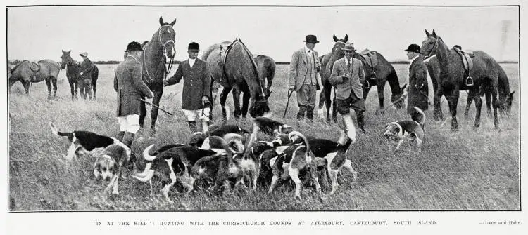 In at the kill': hunting with Christchurch hounds at Aylesbury, South Island
