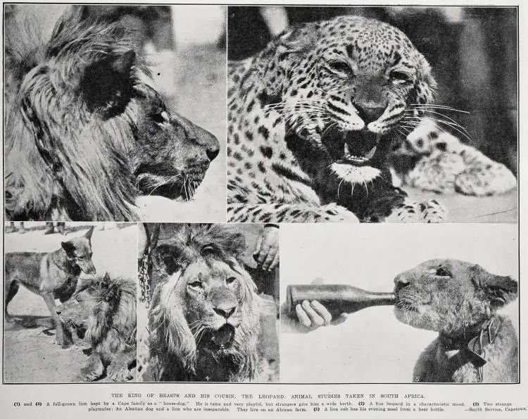 The King of Beasts and his cousin, the leopard: animal studies taken in South Africa