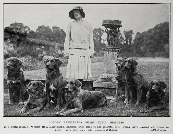 Golden Retrievers Guard Their Mistress