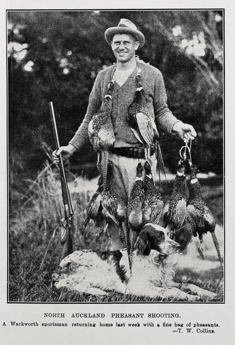North Auckland Pheasant Shooting
