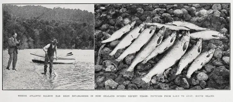 Where Atlantic salmon has been established in New Zealand during recent years: pictures from lake Te Anau, South Island