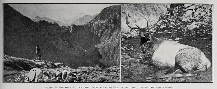 Hunting Wapiti Deer in the Wild West Coast Sounds District, South Island Of New Zealand